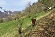 Spettacolo di crocus ai prati della Pigolotta di Valtorta il 22 aprile 2019  - FOTOGALLERY